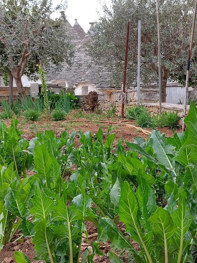 הוילה אלברובלו Il Trullo Di Giada E Mattia מראה חיצוני תמונה