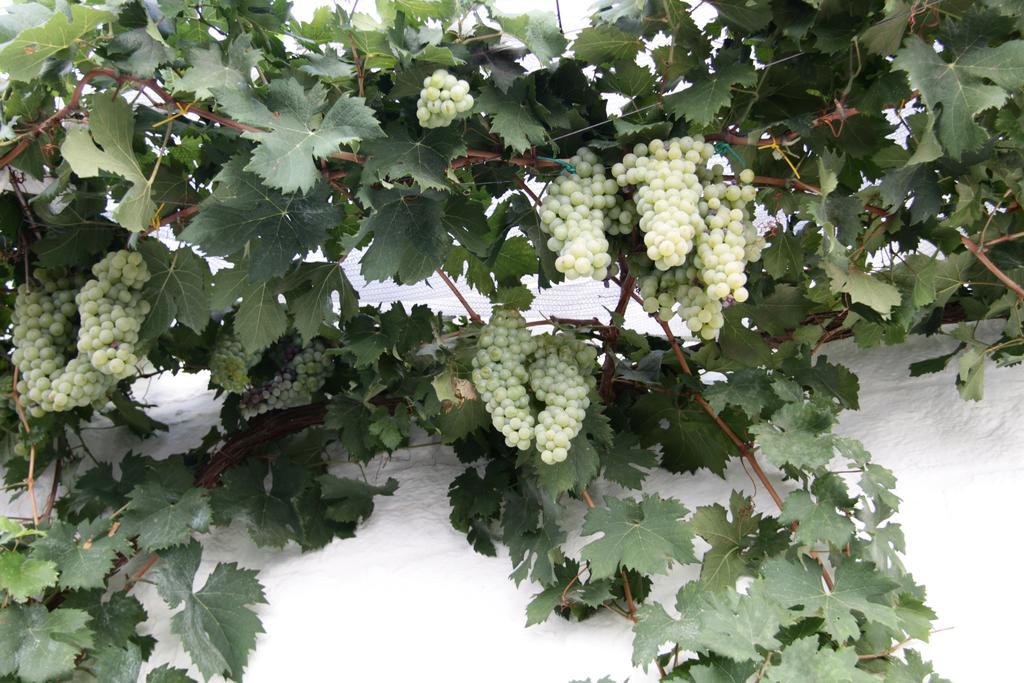 הוילה אלברובלו Il Trullo Di Giada E Mattia מראה חיצוני תמונה