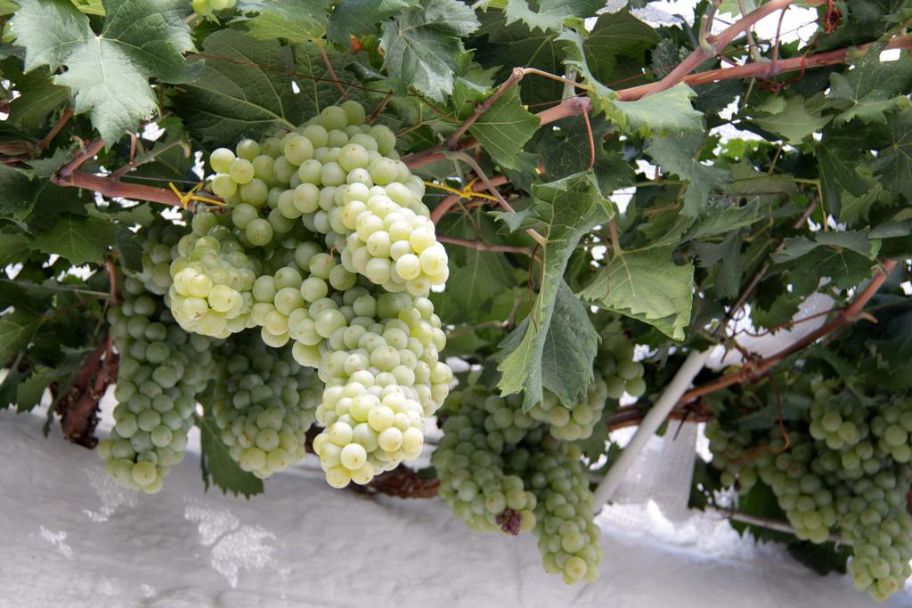 הוילה אלברובלו Il Trullo Di Giada E Mattia מראה חיצוני תמונה